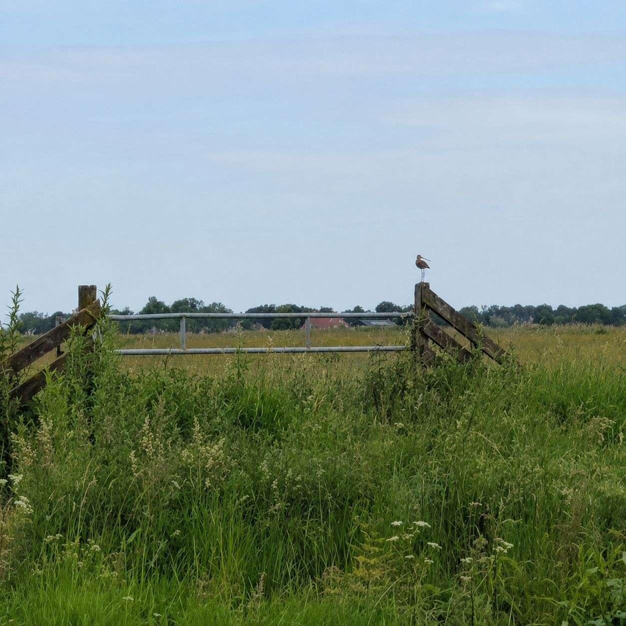 Grutto op een houten hek in het hoge gras, met weiland en boerderijen aan de horizon.